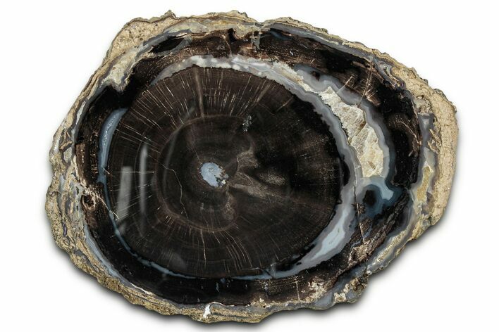 Petrified Wood (Schinoxylon) Round - Blue Forest, Wyoming #335014
